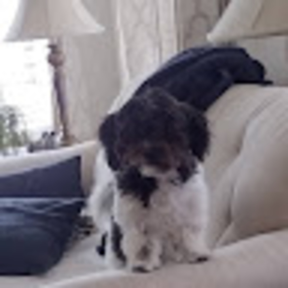 Meet your Posher, Beverly